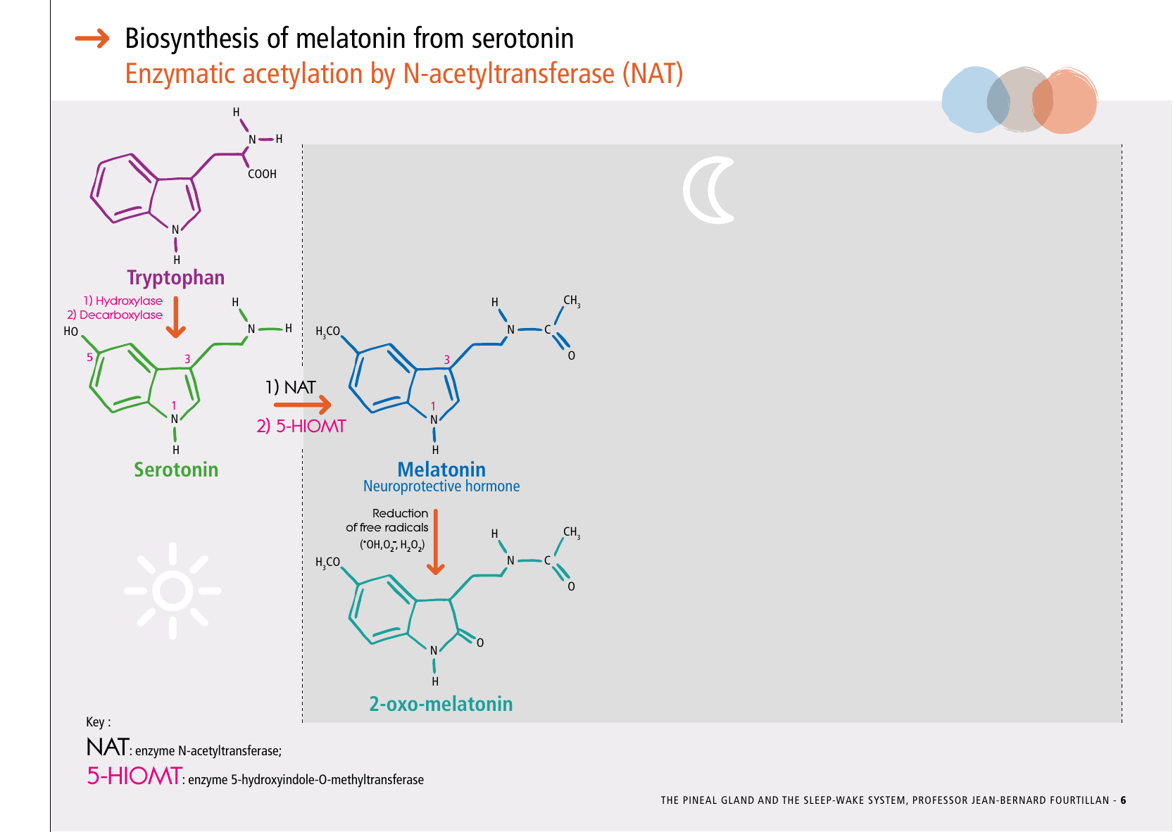 La_glande_pinéale-Systeme_veille_sommeil_CONFERENCE_ANGLAIS - Page 15