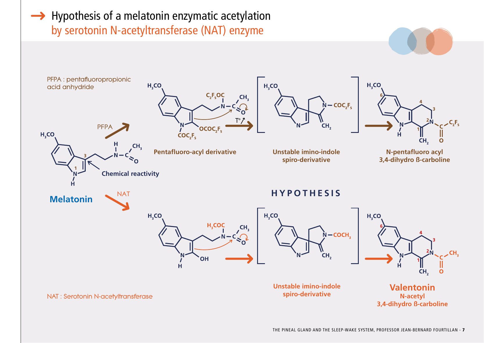 La_glande_pinéale-Systeme_veille_sommeil_CONFERENCE_ANGLAIS - Page 17