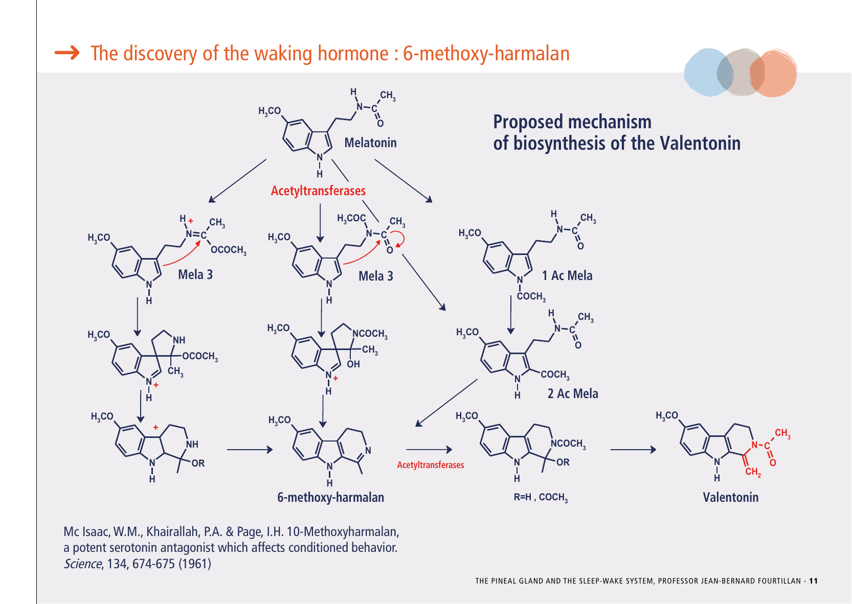 La_glande_pinéale-Systeme_veille_sommeil_CONFERENCE_ANGLAIS - Page 25