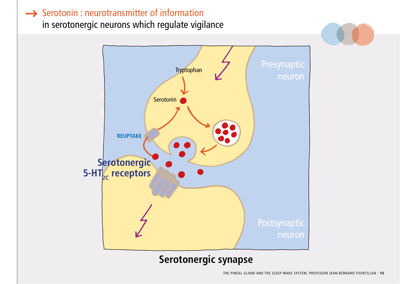 La_glande_pinéale-Systeme_veille_sommeil_CONFERENCE_ANGLAIS - Page 33