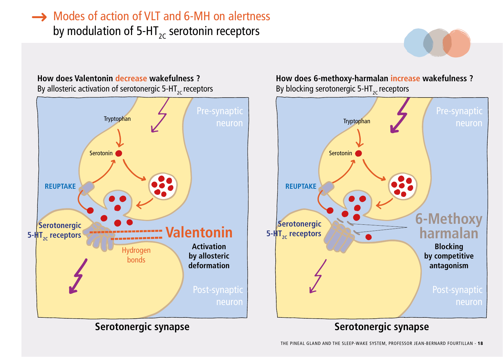 La_glande_pinéale-Systeme_veille_sommeil_CONFERENCE_ANGLAIS - Page 39