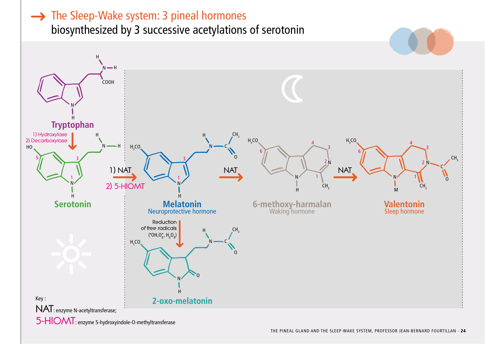 La_glande_pinéale-Systeme_veille_sommeil_CONFERENCE_ANGLAIS - Page 51