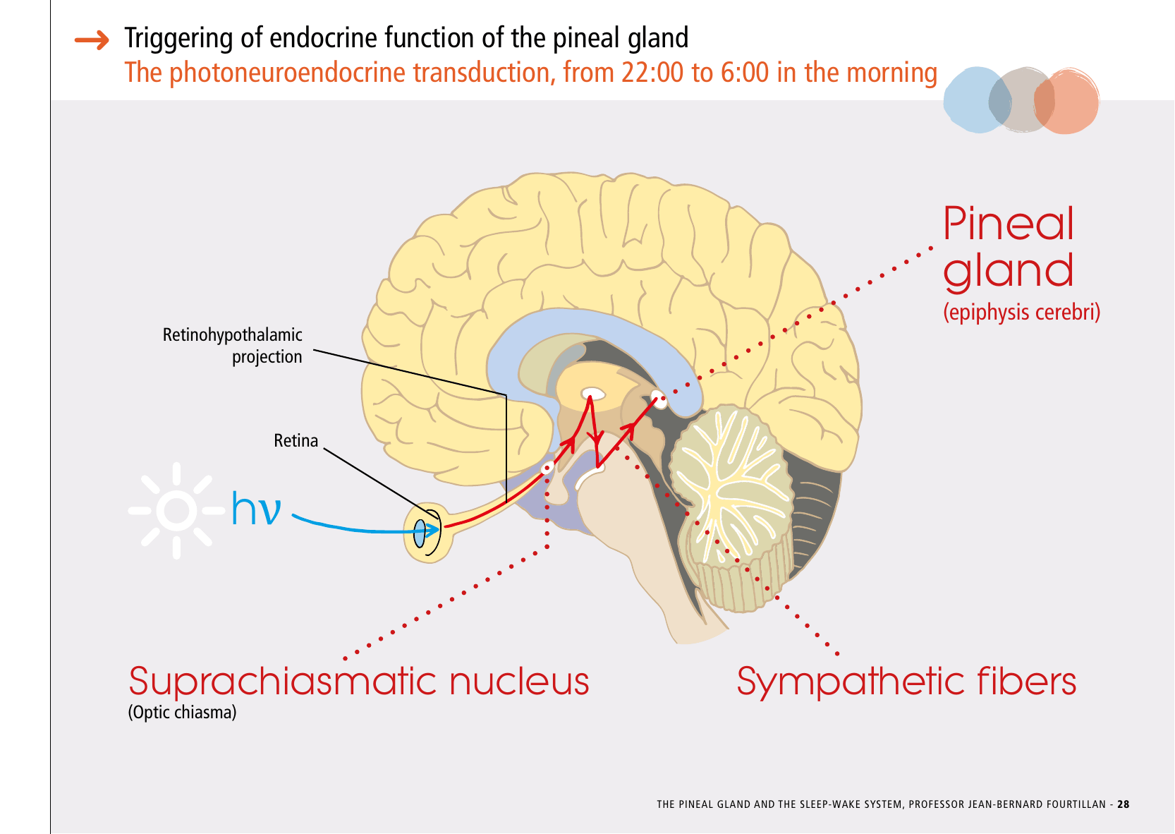 La_glande_pinéale-Systeme_veille_sommeil_CONFERENCE_ANGLAIS - Page 59