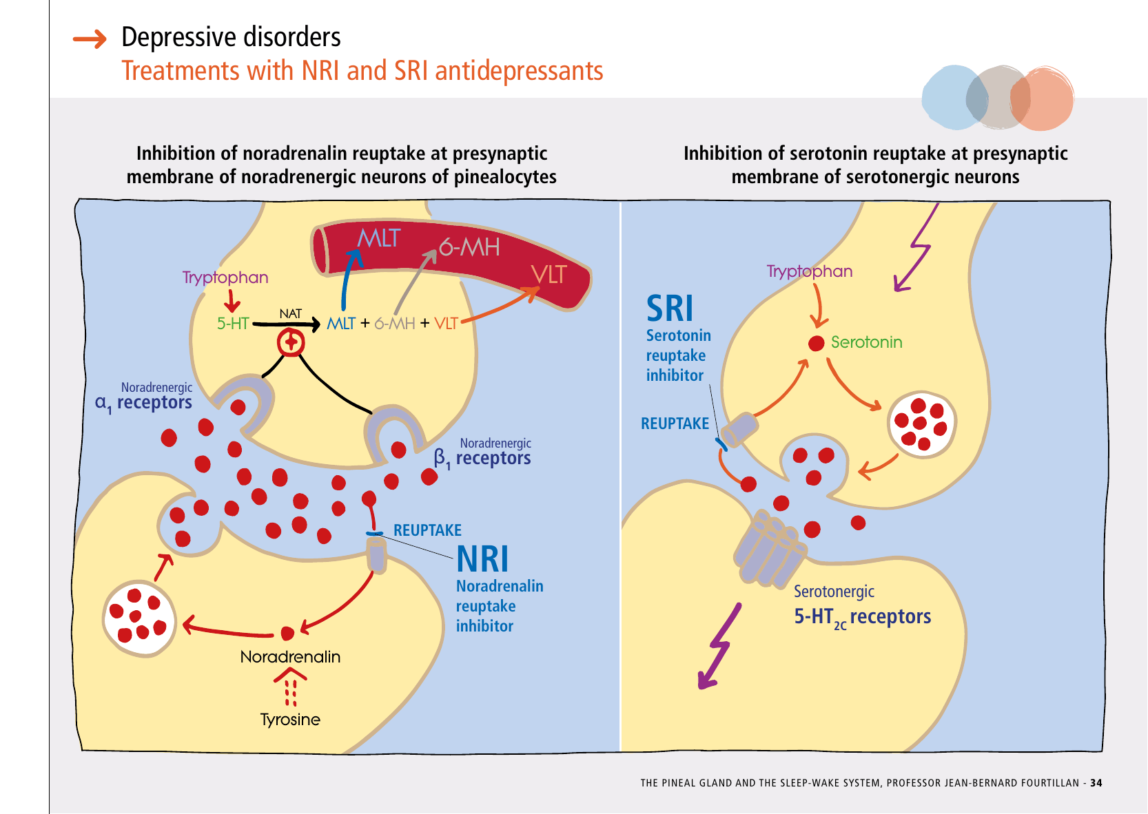 La_glande_pinéale-Systeme_veille_sommeil_CONFERENCE_ANGLAIS - Page 71