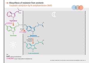 La_glande_pinéale-Systeme_veille_sommeil_CONFERENCE_ANGLAIS - Vignette Page 15