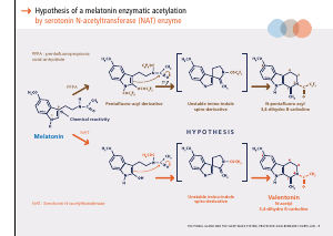 La_glande_pinéale-Systeme_veille_sommeil_CONFERENCE_ANGLAIS - Vignette Page 17