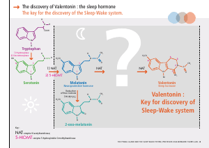 La_glande_pinéale-Systeme_veille_sommeil_CONFERENCE_ANGLAIS - Vignette Page 19