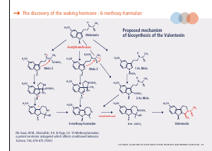 La_glande_pinéale-Systeme_veille_sommeil_CONFERENCE_ANGLAIS - Vignette Page 25