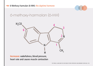 La_glande_pinéale-Systeme_veille_sommeil_CONFERENCE_ANGLAIS - Vignette Page 27