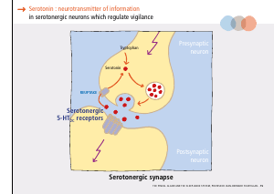 La_glande_pinéale-Systeme_veille_sommeil_CONFERENCE_ANGLAIS - Vignette Page 33