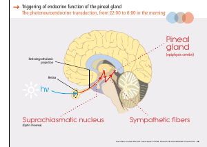 La_glande_pinéale-Systeme_veille_sommeil_CONFERENCE_ANGLAIS - Vignette Page 59