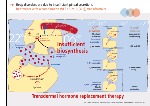 La_glande_pinéale-Systeme_veille_sommeil_CONFERENCE_ANGLAIS - Vignette Page 67