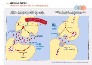 La_glande_pinéale-Systeme_veille_sommeil_CONFERENCE_ANGLAIS - Vignette Page 71