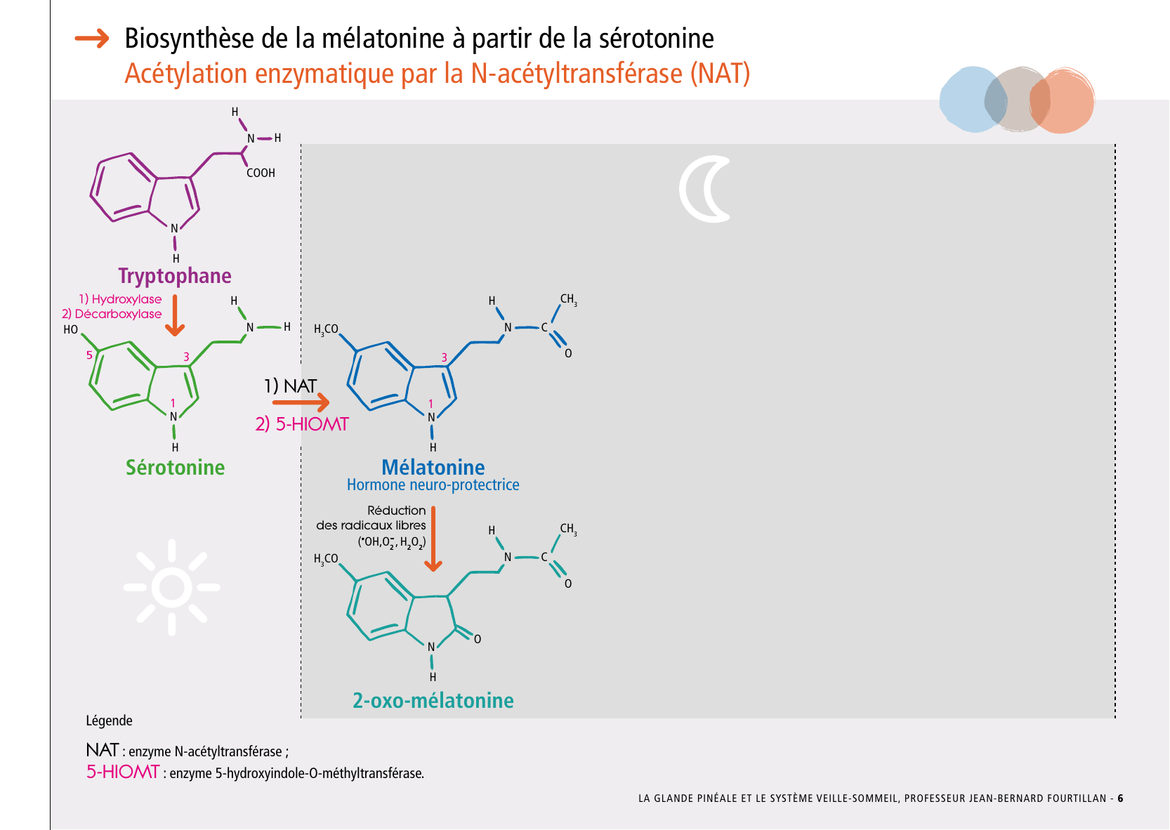 La_glande_pinéale-Systeme_veille_sommeil_CONFERENCE_FRANCAIS - Page 15
