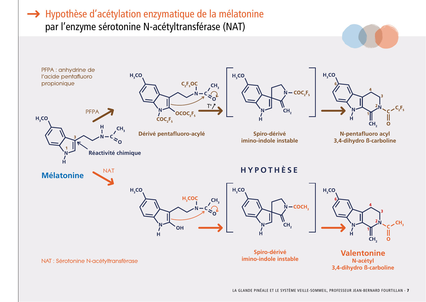 La_glande_pinéale-Systeme_veille_sommeil_CONFERENCE_FRANCAIS - Page 17