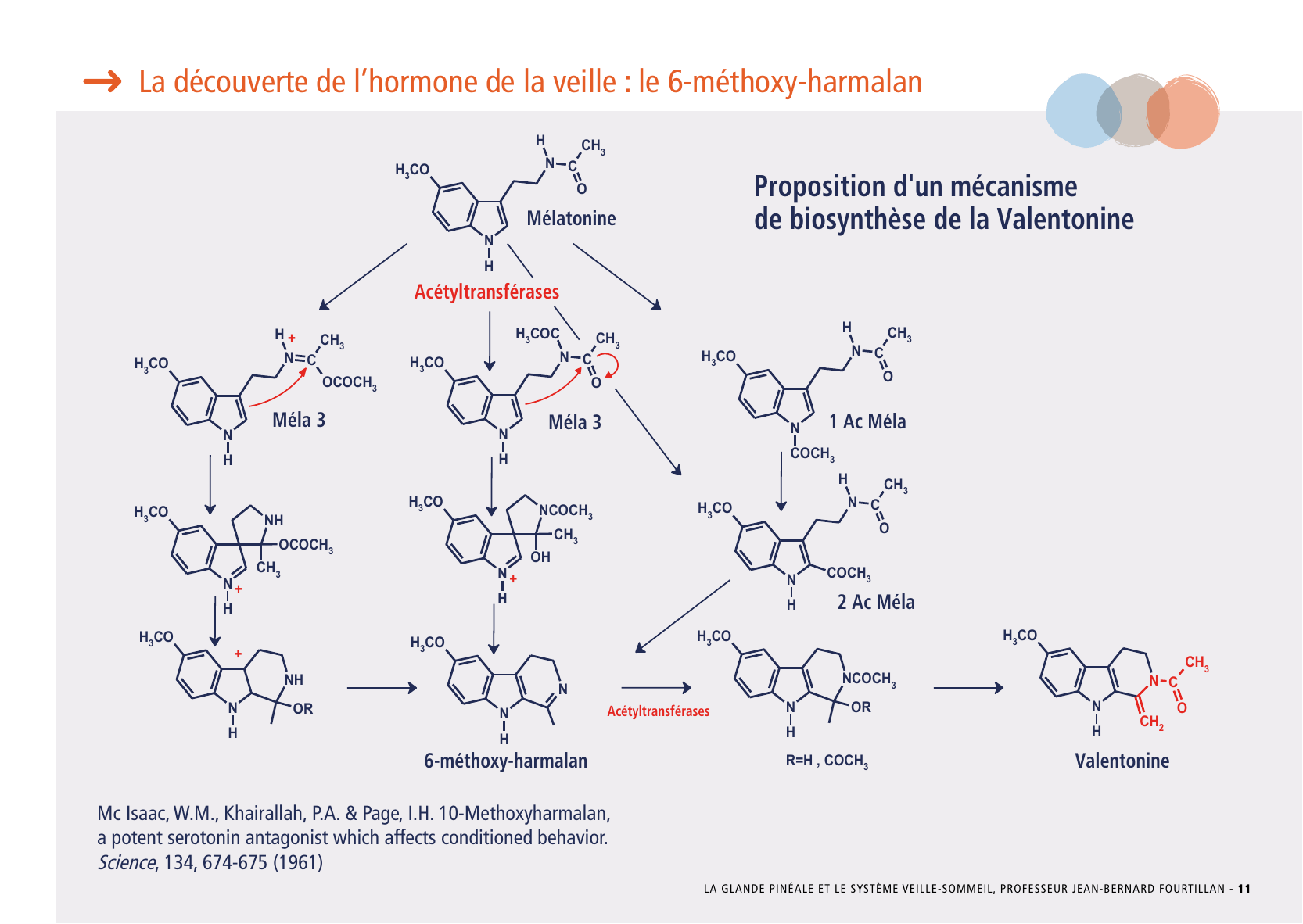 La_glande_pinéale-Systeme_veille_sommeil_CONFERENCE_FRANCAIS - Page 25