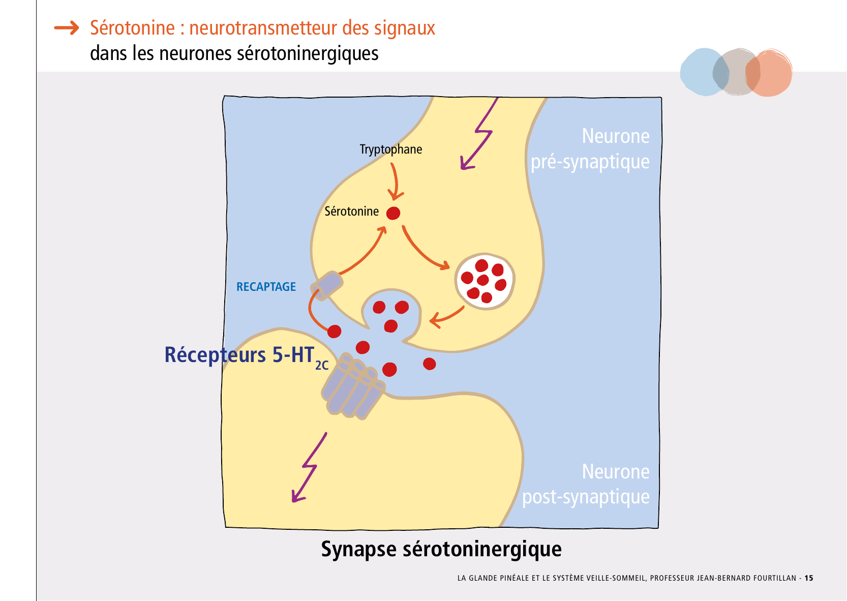 La_glande_pinéale-Systeme_veille_sommeil_CONFERENCE_FRANCAIS - Page 33