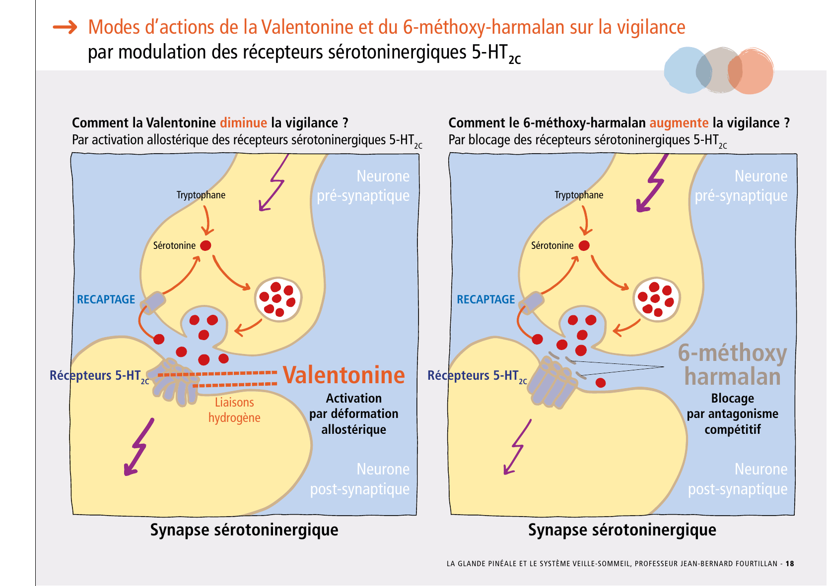 La_glande_pinéale-Systeme_veille_sommeil_CONFERENCE_FRANCAIS - Page 39