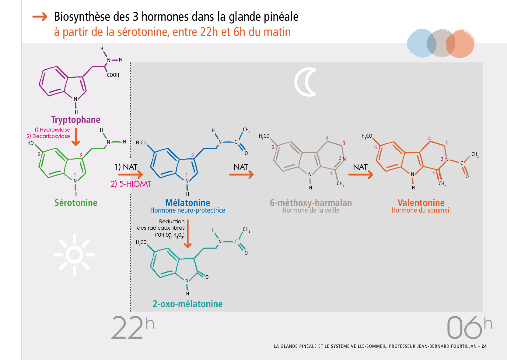 La_glande_pinéale-Systeme_veille_sommeil_CONFERENCE_FRANCAIS - Page 51