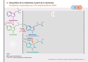 La_glande_pinéale-Systeme_veille_sommeil_CONFERENCE_FRANCAIS - Vignette Page 15