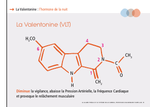 La_glande_pinéale-Systeme_veille_sommeil_CONFERENCE_FRANCAIS - Vignette Page 21