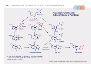 La_glande_pinéale-Systeme_veille_sommeil_CONFERENCE_FRANCAIS - Vignette Page 25