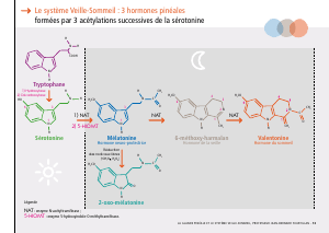La_glande_pinéale-Systeme_veille_sommeil_CONFERENCE_FRANCAIS - Vignette Page 29