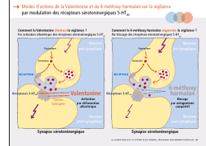 La_glande_pinéale-Systeme_veille_sommeil_CONFERENCE_FRANCAIS - Vignette Page 39