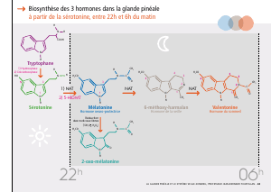 La_glande_pinéale-Systeme_veille_sommeil_CONFERENCE_FRANCAIS - Vignette Page 51