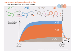 La_glande_pinéale-Systeme_veille_sommeil_CONFERENCE_FRANCAIS - Vignette Page 57