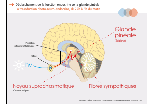 La_glande_pinéale-Systeme_veille_sommeil_CONFERENCE_FRANCAIS - Vignette Page 59