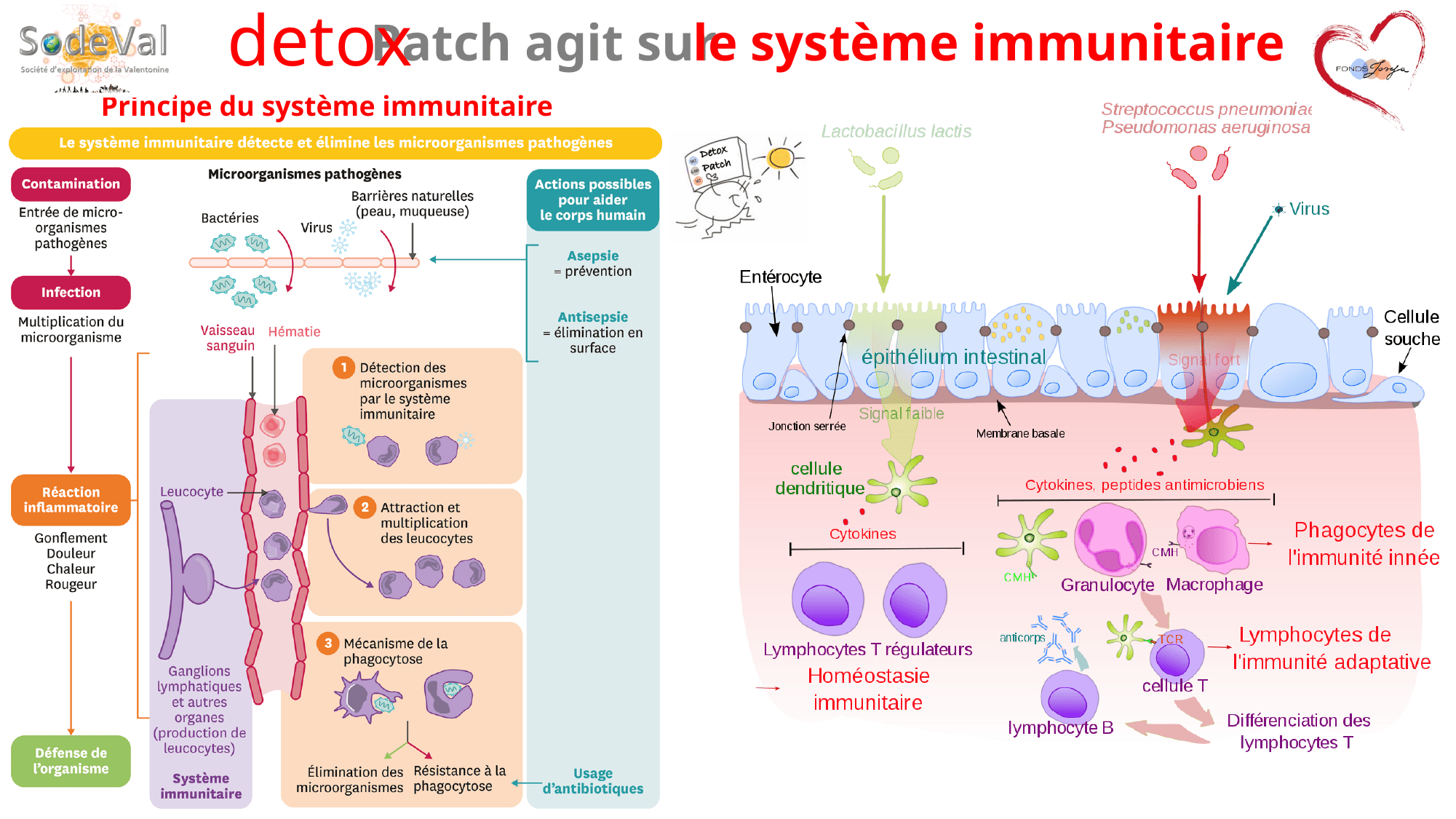 Presentation-DETOXPATCH - Page 48
