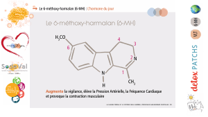 Presentation-DETOXPATCH - Vignette Page 16