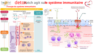 Presentation-DETOXPATCH - Vignette Page 48