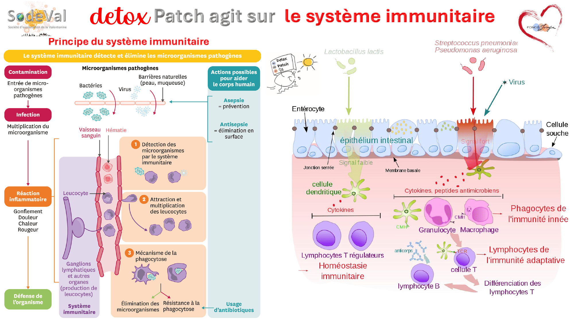 pourquoi-detoxpatch - Page 31