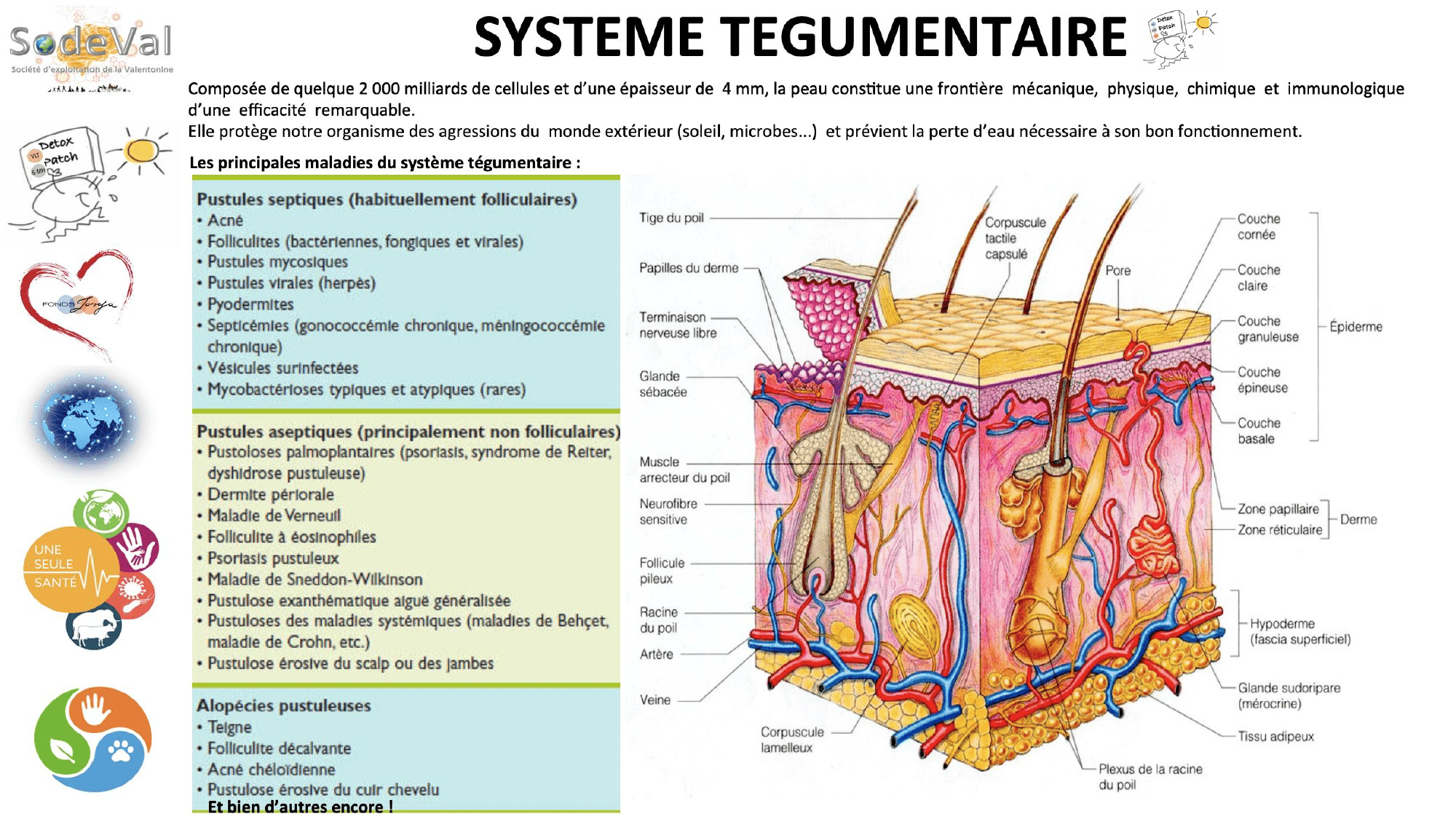 pourquoi-detoxpatch - Page 52