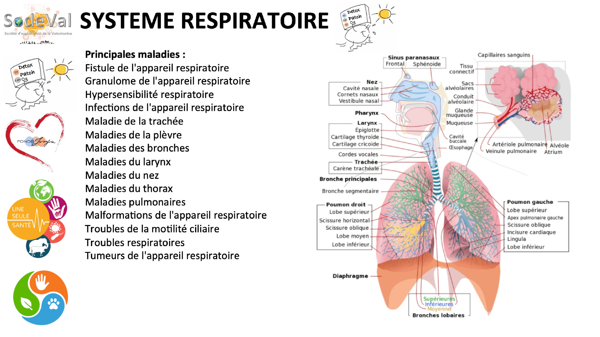 pourquoi-detoxpatch - Page 58