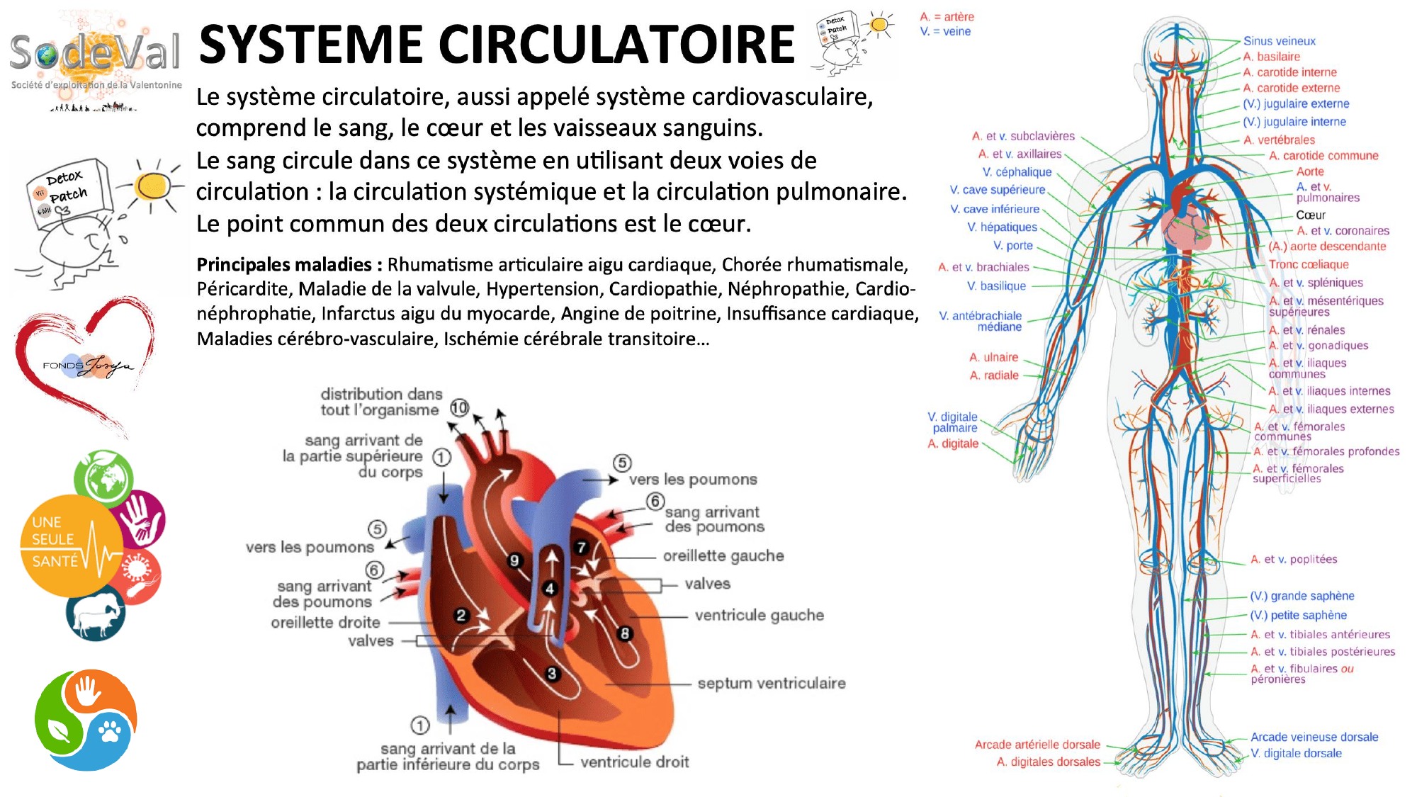 pourquoi-detoxpatch - Page 60