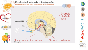 pourquoi-detoxpatch - Vignette Page 89